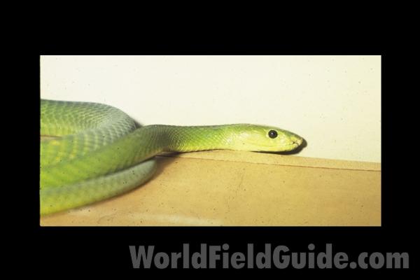 Head - Side View<br>(Origin of the Specimen: East Africa)
