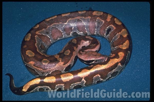 Dorsal<br>(Origin of the Specimen: Thailand)