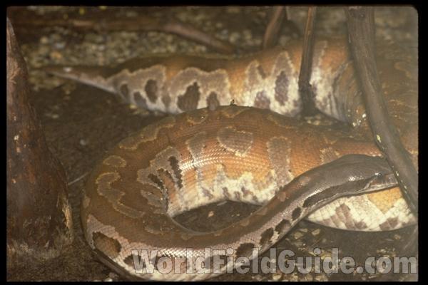 Dorsal View<br>(Origin of the Specimen: Thailand)