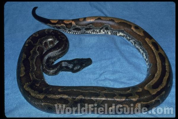Dorsal View