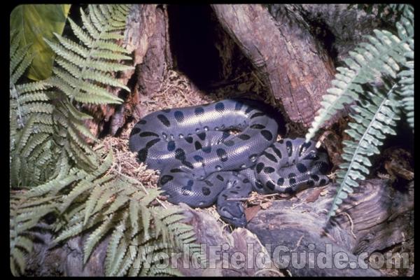 Coiled