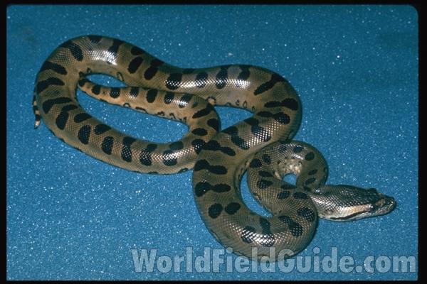 Dorsal