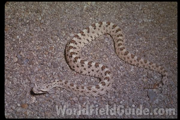 Dorsal