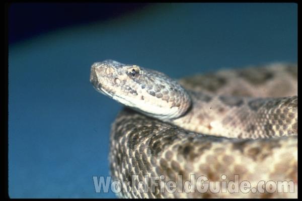 Head<br>(Origin of the Specimen: Arizona, USA)