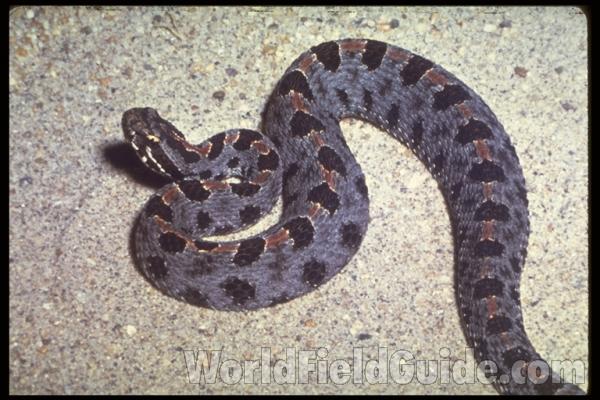 Dorsal<br>(Origin of the Specimen: Florida, USA)