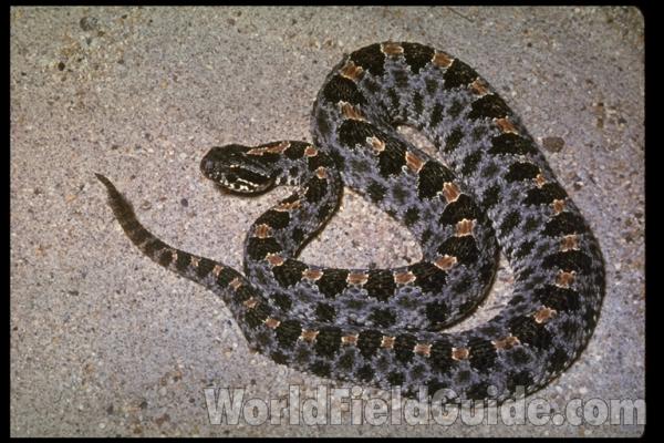 Dorsal<br>(Origin of the Specimen: Florida, USA)