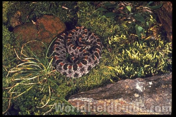 Dorsal<br>(Origin of the Specimen: Florida, USA)