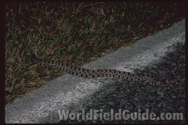 Habitat<br>(Location of Picture: Florida, USA)