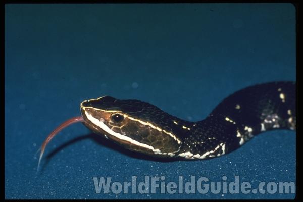 Head View