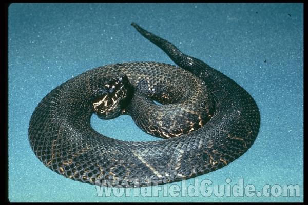 Dorsal View