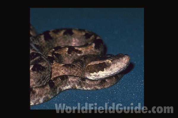 Head<br>(Origin of the Specimen: Costa Rica)