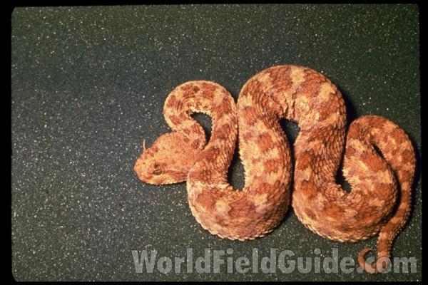 Dorsal View<br>(Origin of the Specimen: Saudi Arabia)