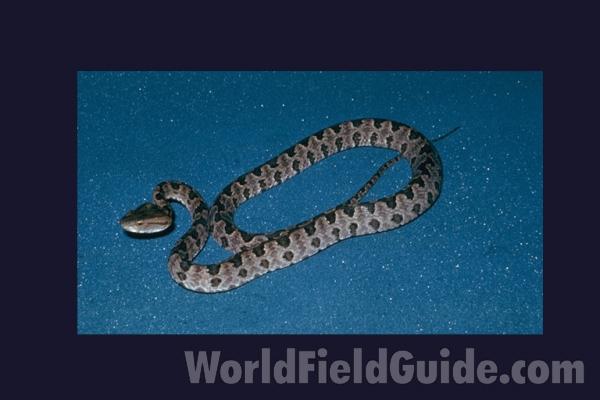 Dorsal View<br>(Origin of the Specimen: Taiwan)