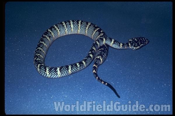 Dorsal View<br>(Origin of the Specimen: Thailand)