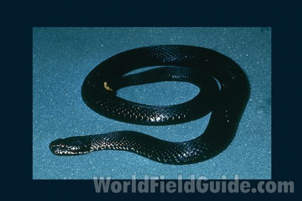 Dorsal View<br>(Origin of the Specimen: Europe)