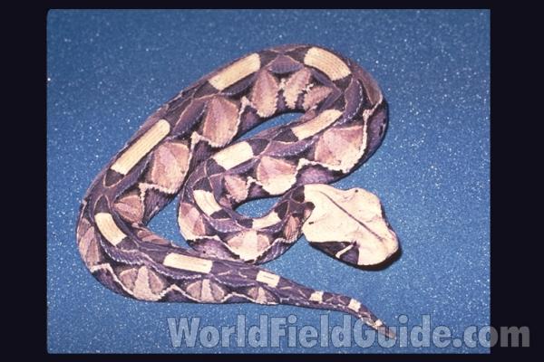 Dorsal<br>(Origin of the Specimen: Africa)