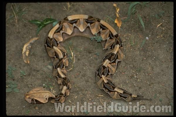 Habitat<br>(Location of Picture: Burundi, Africa)