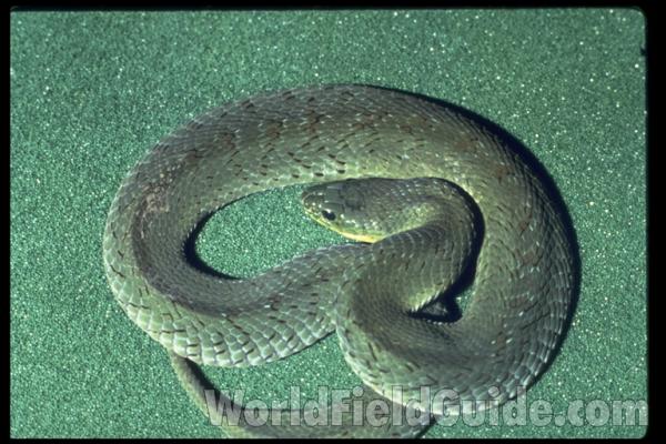 Dorsal<br>(Origin of the Specimen: Africa)
