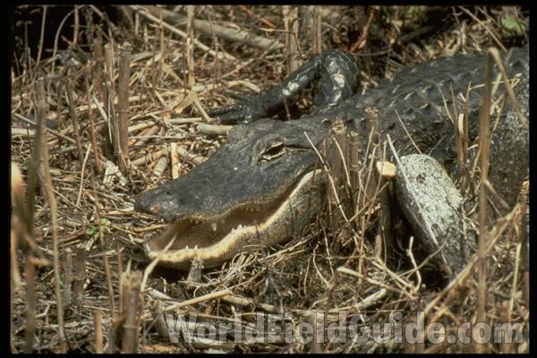 Open Mouth in  Habitat<br>(Location of Picture: Florida, USA)