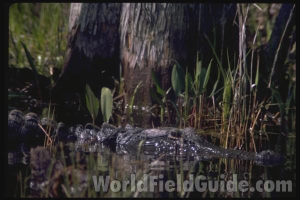 Head Above Water<br>(Location of Picture: Georgia, USA)