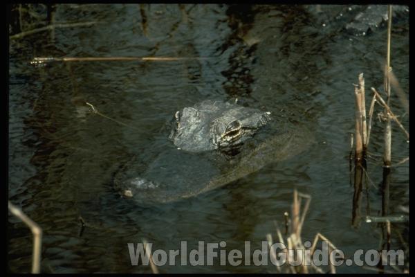 Eyes Above Water<br>(Location of Picture: Florida, USA)