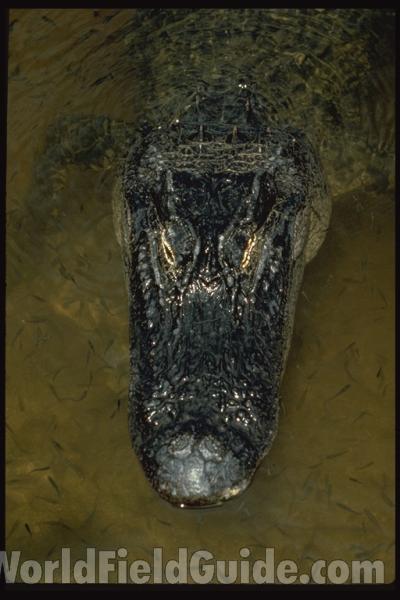 Top View Of Head<br>(Location of Picture: Florida, USA)