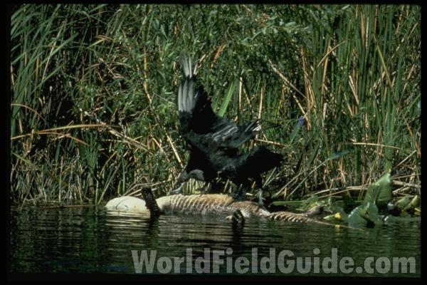 Dead Of Natural Causes in  Habitat<br>(Location of Picture: Florida, USA)