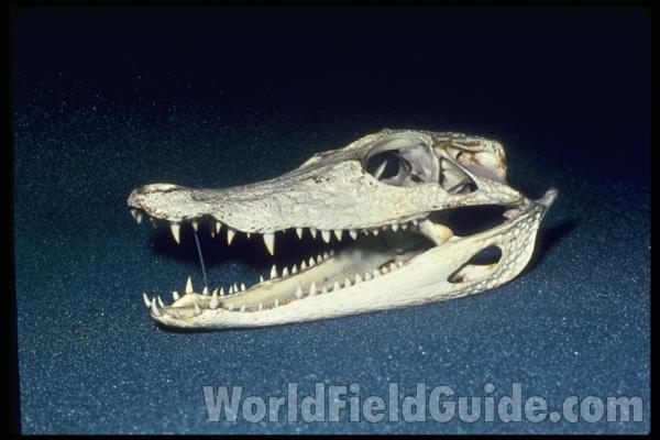 Skull<br>(Origin of the Specimen: Amazon)