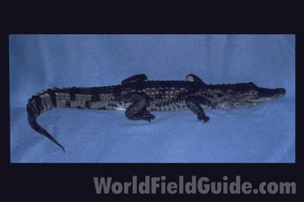 Side View<br>(Origin of the Specimen: Nile)