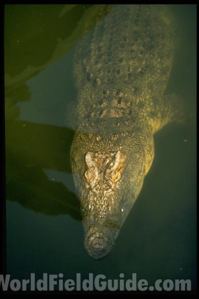 Under Water<br>(Location of Picture: Burundi, Africa)