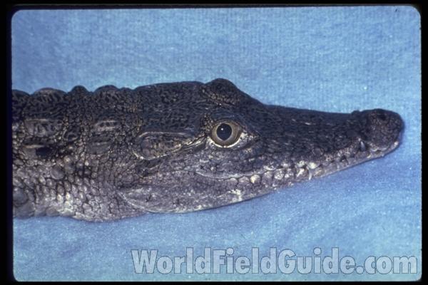 Head - Side View<br>(Origin of the Specimen: Nile)
