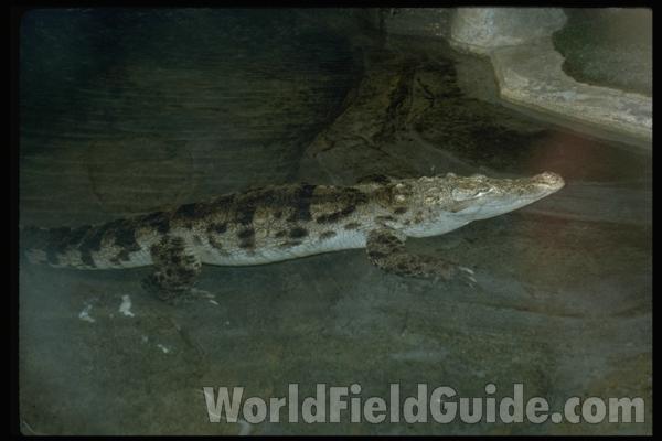 In Water<br>(Location of Picture: Milwaukee Zoo, Wisconsin, USA)