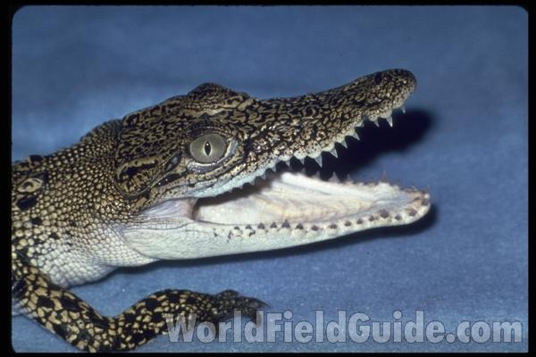 Head - Side View