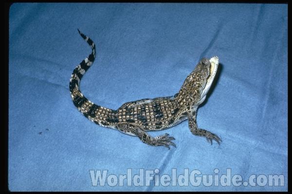 Dorsal View<br>(Origin of the Specimen: Thailand)