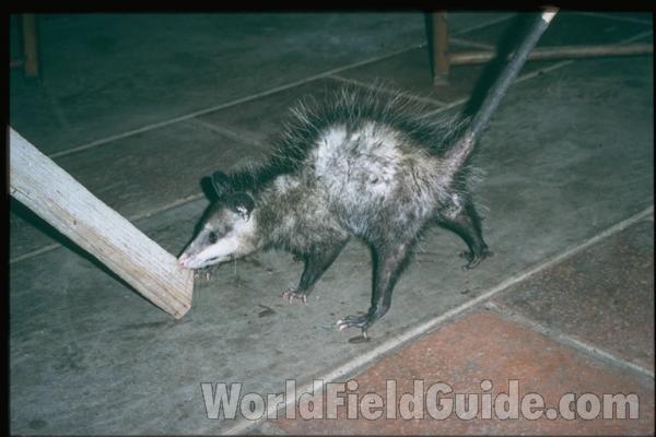 Alive<br>(Location of Picture: Nicaragua, Central America)