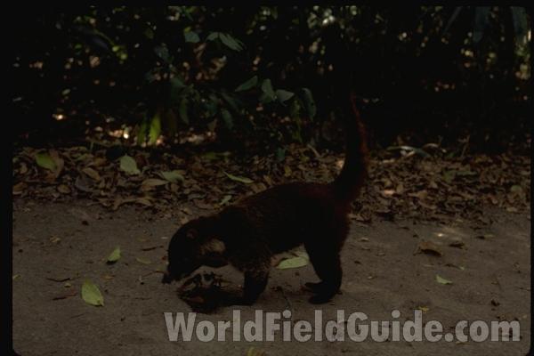 Front View in  Zoo<br>(Location of Picture: Fort Worth Zoo, Texas, USA, 2009)<br>(Location of Picture: Tikal, Guatemala)