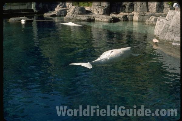 Laying on Surface Showing Tail<br>(Location of Picture: Vancouver Aquarium)