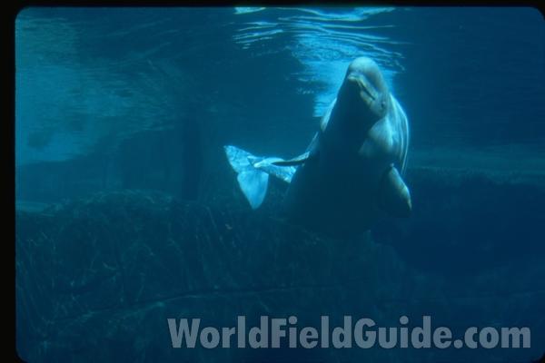 Laying on Surface Showing Tail<br>(Location of Picture: Vancouver Aquarium)<br>(Location of Picture: Vancouver Aquarium)