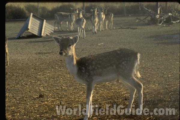 View of Antlers<br>(Location of Picture: Private Collection)<br>(Location of Picture: Washington, USA)<br>(Location of Picture: Washington, USA)