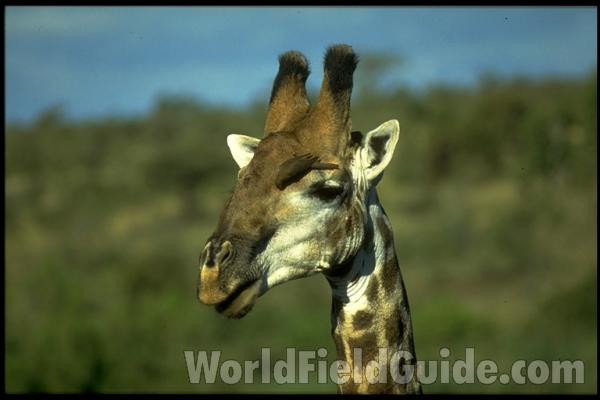 Symbiosis - Giraffe and insect Eating Bird<br>(Location of Picture: Krueger Park, S Africa)