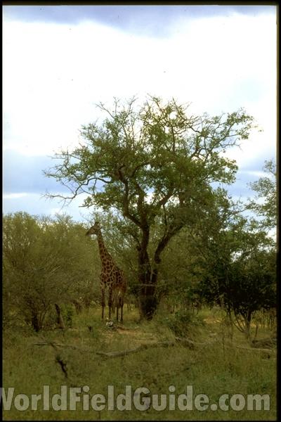 Front View Of Face<br>(Location of Picture: Milwaukee Zoo, Wisconsin, USA)<br>(Location of Picture: Milwaukee Zoo, Wisconsin, USA)<br>(Location of Picture: Krueger Park, S Africa)