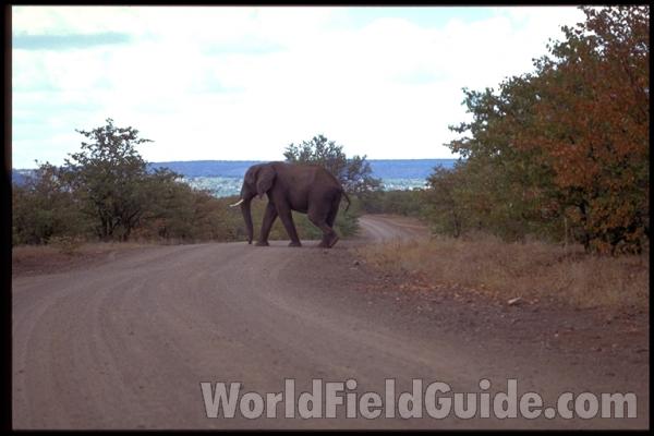Crossing Road<br>(Location of Picture: Krueger Park, S Africa)