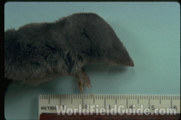 Head View<br>(Origin of the Specimen: Harvard, Illinois, 2009)