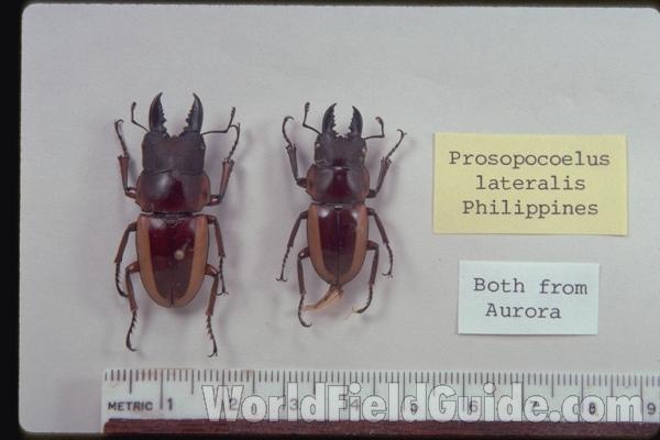 Two Smaler Males<br>(Origin of the Specimen: Aurora, Philippines)