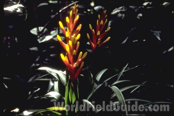 Top Of Plant<br>(Location of Picture: Abg, Atlanta, Georgia)