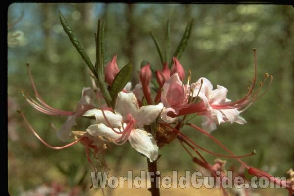 Flowers<br>(Location of Picture: Atlanta Botanic Garden, Georgia)