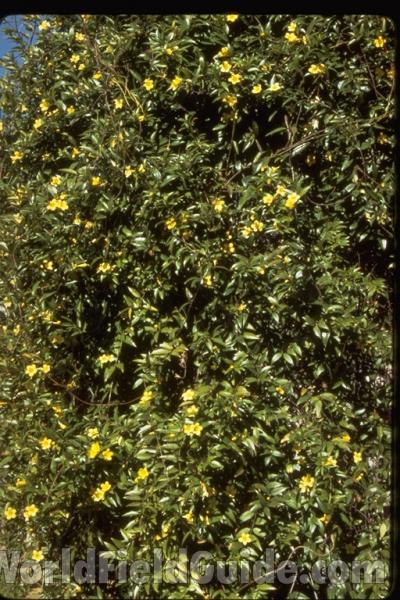 Leaves and Flowers<br>(Location of Picture: Atlanta Botanic Garden, Georgia)