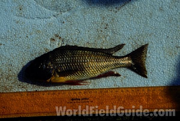 Recent Catch<br>(Origin of the Specimen: Lake Tanganyika, Africa, July 1992)