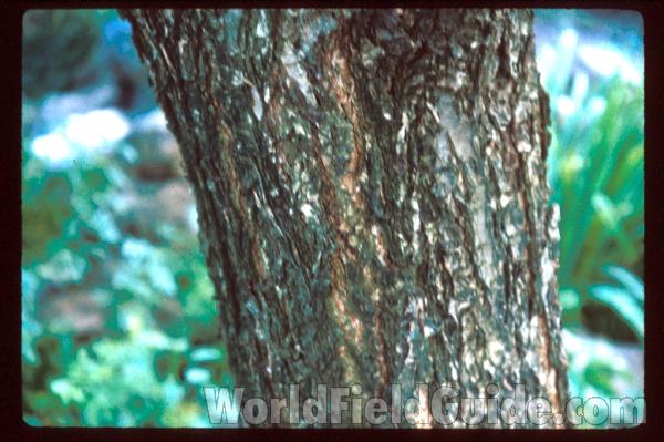 Bark