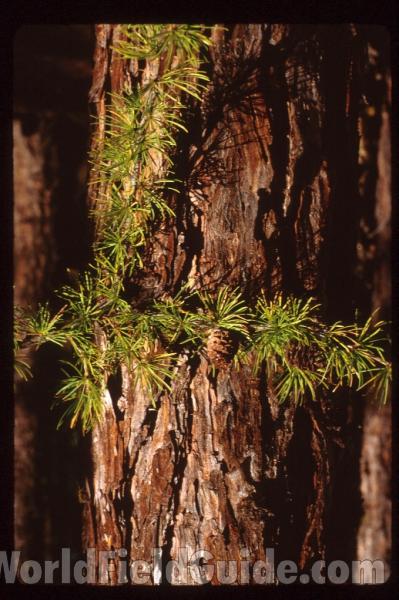 Trunk and Branch